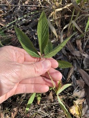 Flemingia parviflora