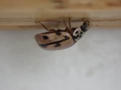 Mulsantina