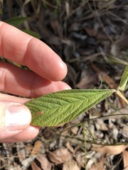 Flemingia parviflora