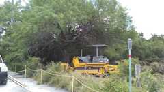 Gopherus berlandieri