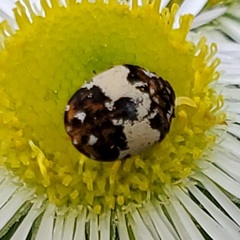 Anthrenus isabellinus