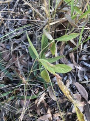 Flemingia parviflora