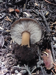 Melanoleuca angelesiana