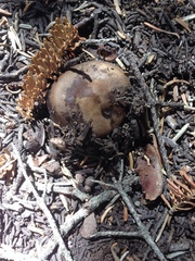 Melanoleuca angelesiana