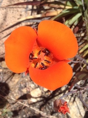 Calochortus kennedyi kennedyi