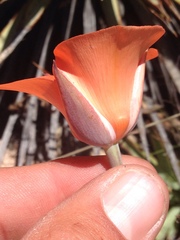 Calochortus kennedyi kennedyi