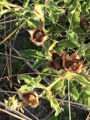 Cistus creticus eriocephalus