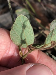 Desmodium rhytidophyllum