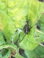 Kuschelina petaurista