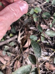 Desmodium rhytidophyllum