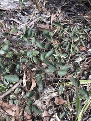 Desmodium rhytidophyllum