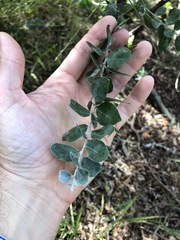 Acacia podalyriifolia