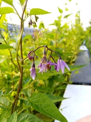 Solanum dulcamara