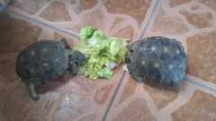 Gopherus berlandieri