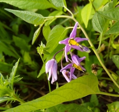Solanum dulcamara