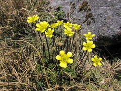 Ranunculus enysii