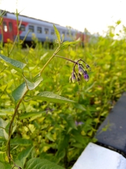 Solanum dulcamara