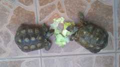 Gopherus berlandieri