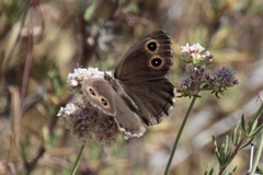 Cercyonis sthenele