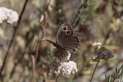 Cercyonis sthenele