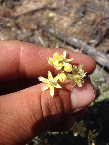 Desert deathcamas (Toxicoscordion brevibracteatum)