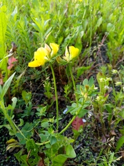 Lotus corniculatus