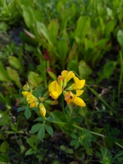 Lotus corniculatus