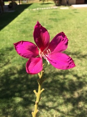 Bauhinia × blakeana