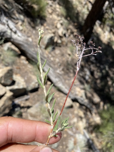 Eriogonum microtheca, photograph 6