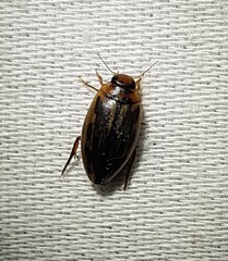 Coptotomus