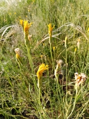 Pseudopodospermum strictum