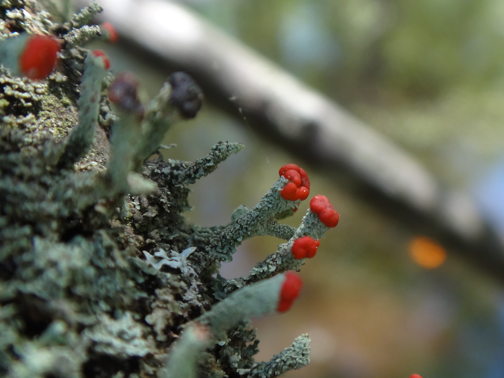 Cladonia image