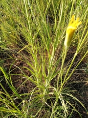 Pseudopodospermum strictum