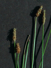 Eleocharis parishii