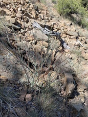 Eriogonum panamintense