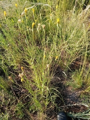 Pseudopodospermum strictum