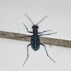 Cicindela flavomaculata