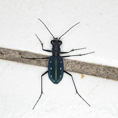 Cicindela flavomaculata