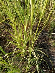 Pseudopodospermum strictum