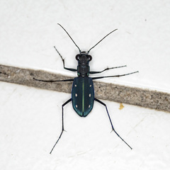 Cicindela flavomaculata