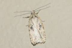 Agonopterix canadensis