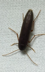 Melandryidae