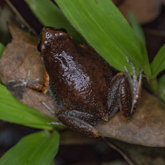 Micryletta