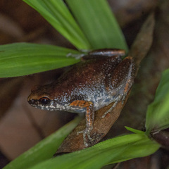 Micryletta