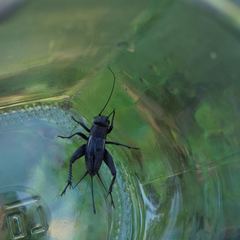 Melanogryllus desertus