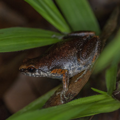 Micryletta