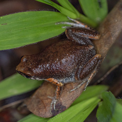 Micryletta