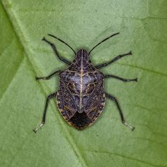Cappaea taprobanensis