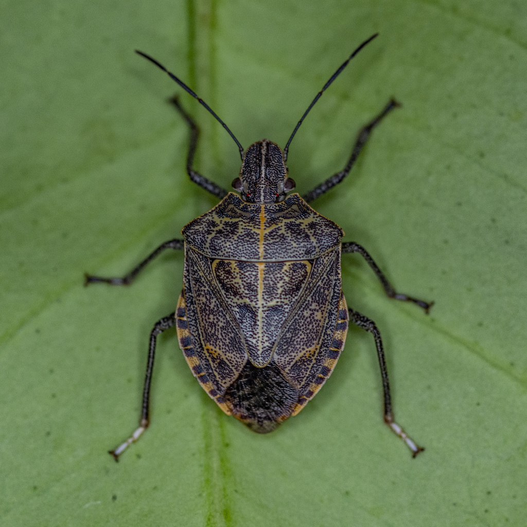 Cappaea taprobanensis