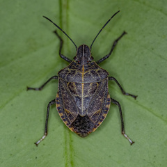 Cappaea taprobanensis